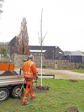 Mitarbeitende des städtischen Baubetriebshofs beim Pflanzen eines Baumes im Böhler Park.