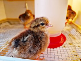 Mehrere Küken tummeln sich im geräumigen Brutkasten. Eines in Nahaufnahme.