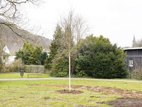 Ein gepflanzter Baum im Böhler Park.