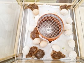 Mehrere Küken tummeln sich im geräumigen Brutkasten.