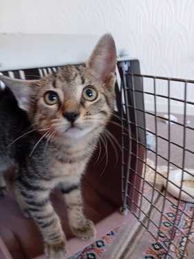 Katze Juli 02