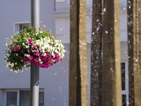 Blumenampel mit weißen und pinken Blüten an einem Laternenmast nahe des Vier-Täler-Brunnens bei Sonnenschein.