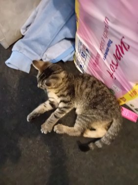 Katze Juli 02