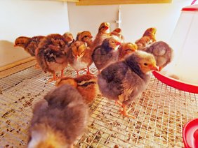 Mehrere Küken tummeln sich im geräumigen Brutkasten.