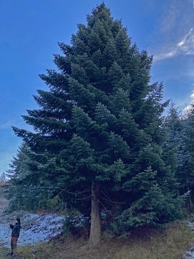 Eindrücke von der Kanzlertanne im Wald der Familie von Wrede, vor der Fällung.