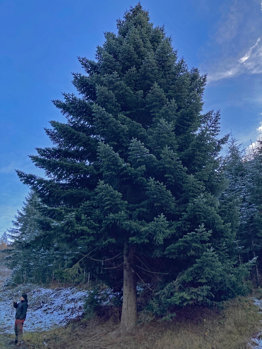 Eindrücke von der Kanzlertanne im Wald der Familie von Wrede, vor der Fällung.