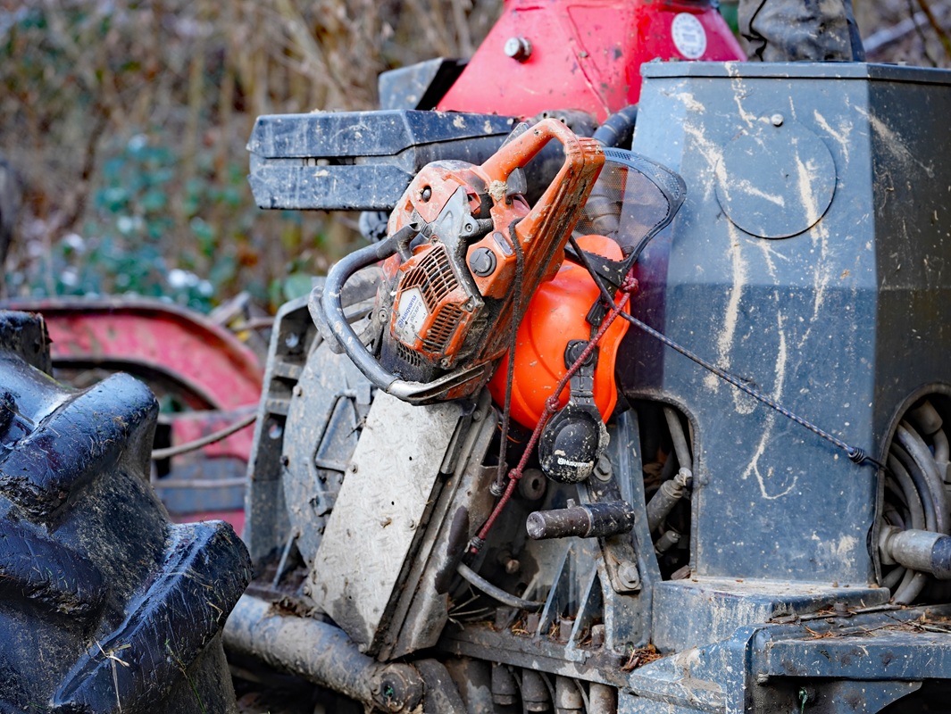 Eindrücke von der Kanzlertanne im Wald der Familie von Wrede, vor der Fällung.