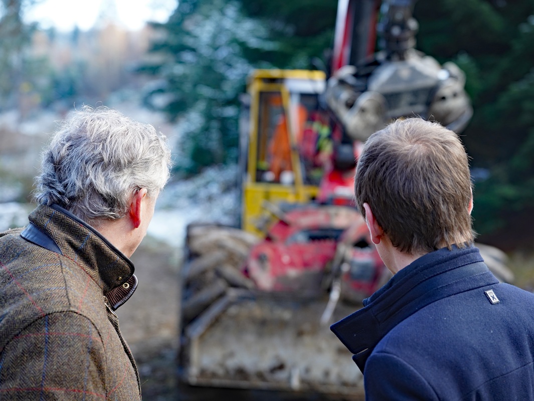 Eindrücke von der Kanzlertanne im Wald der Familie von Wrede, vor der Fällung.