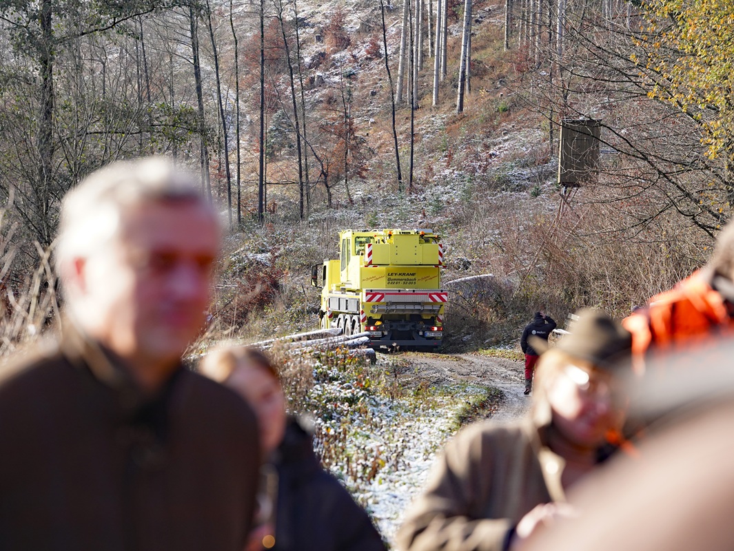 Eindrücke von der Kanzlertanne im Wald der Familie von Wrede, vor der Fällung.