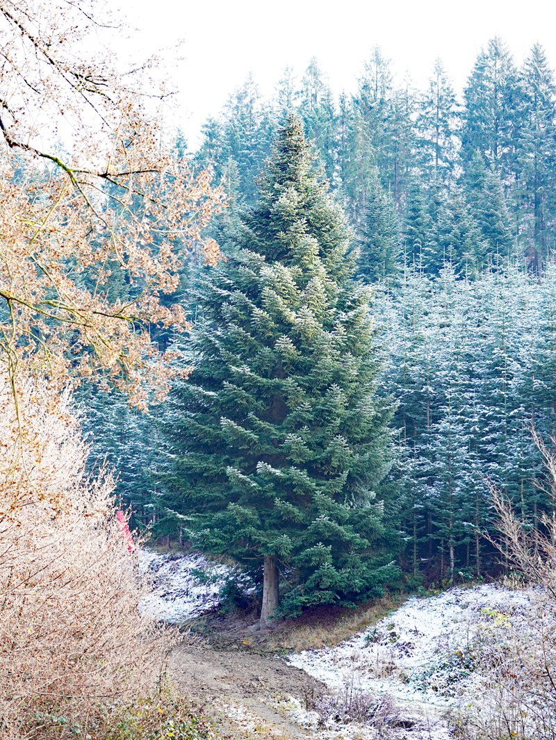 Eindrücke von der Kanzlertanne im Wald der Familie von Wrede, vor der Fällung.
