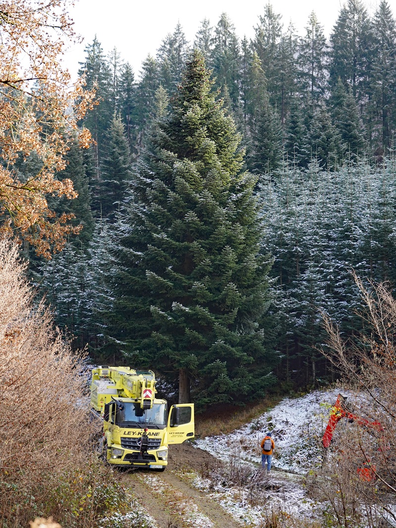 Eindrücke von der Kanzlertanne im Wald der Familie von Wrede, vor der Fällung.