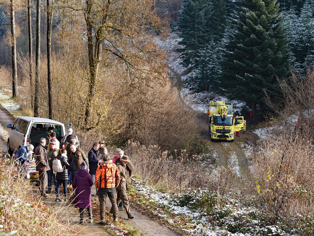 Eindrücke von der Kanzlertanne im Wald der Familie von Wrede, vor der Fällung.