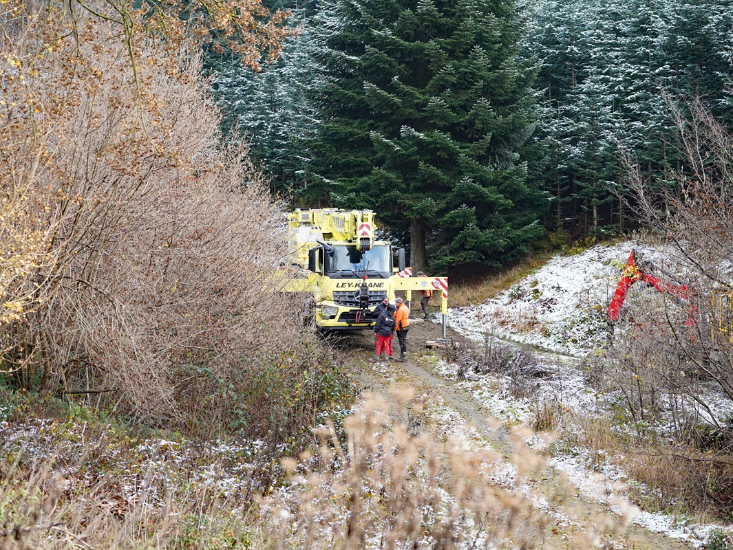 Eindrücke von der Kanzlertanne im Wald der Familie von Wrede, vor der Fällung.