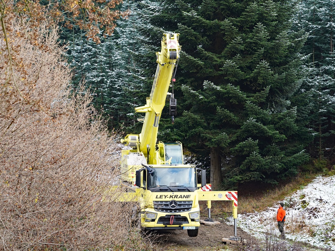 Eindrücke von der Kanzlertanne im Wald der Familie von Wrede, vor der Fällung.