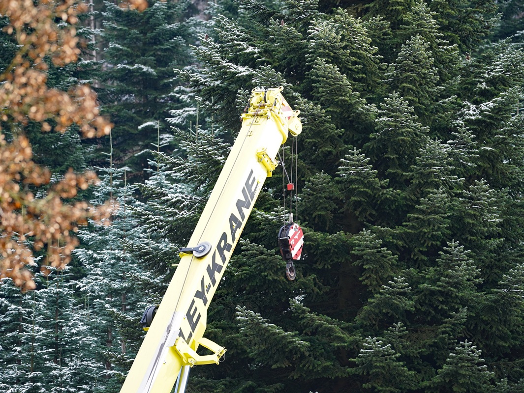 Eindrücke von der Kanzlertanne im Wald der Familie von Wrede, vor der Fällung.