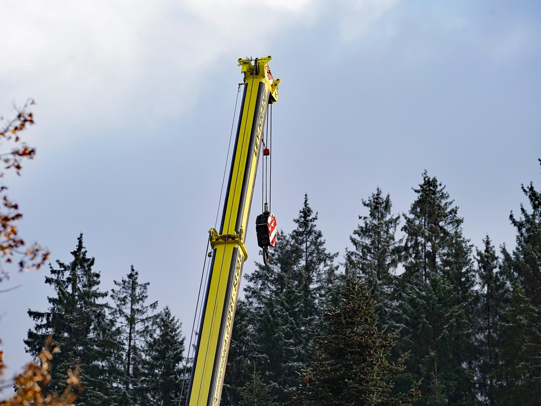 Eindrücke von der Kanzlertanne im Wald der Familie von Wrede, vor der Fällung.