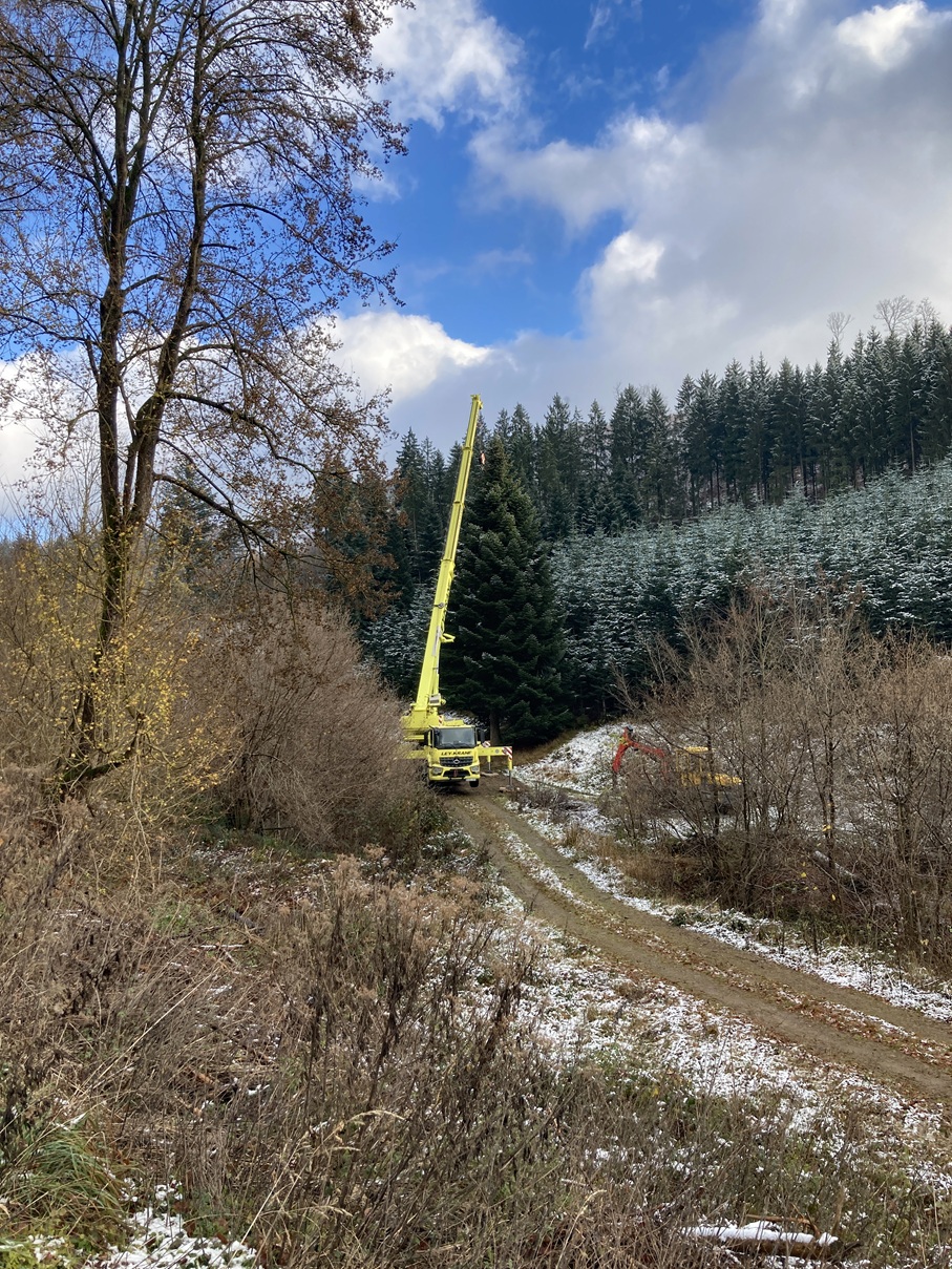 Eindrücke von der Kanzlertanne im Wald der Familie von Wrede, vor der Fällung.
