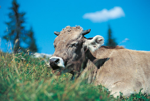 Glückliche Alpenkuh